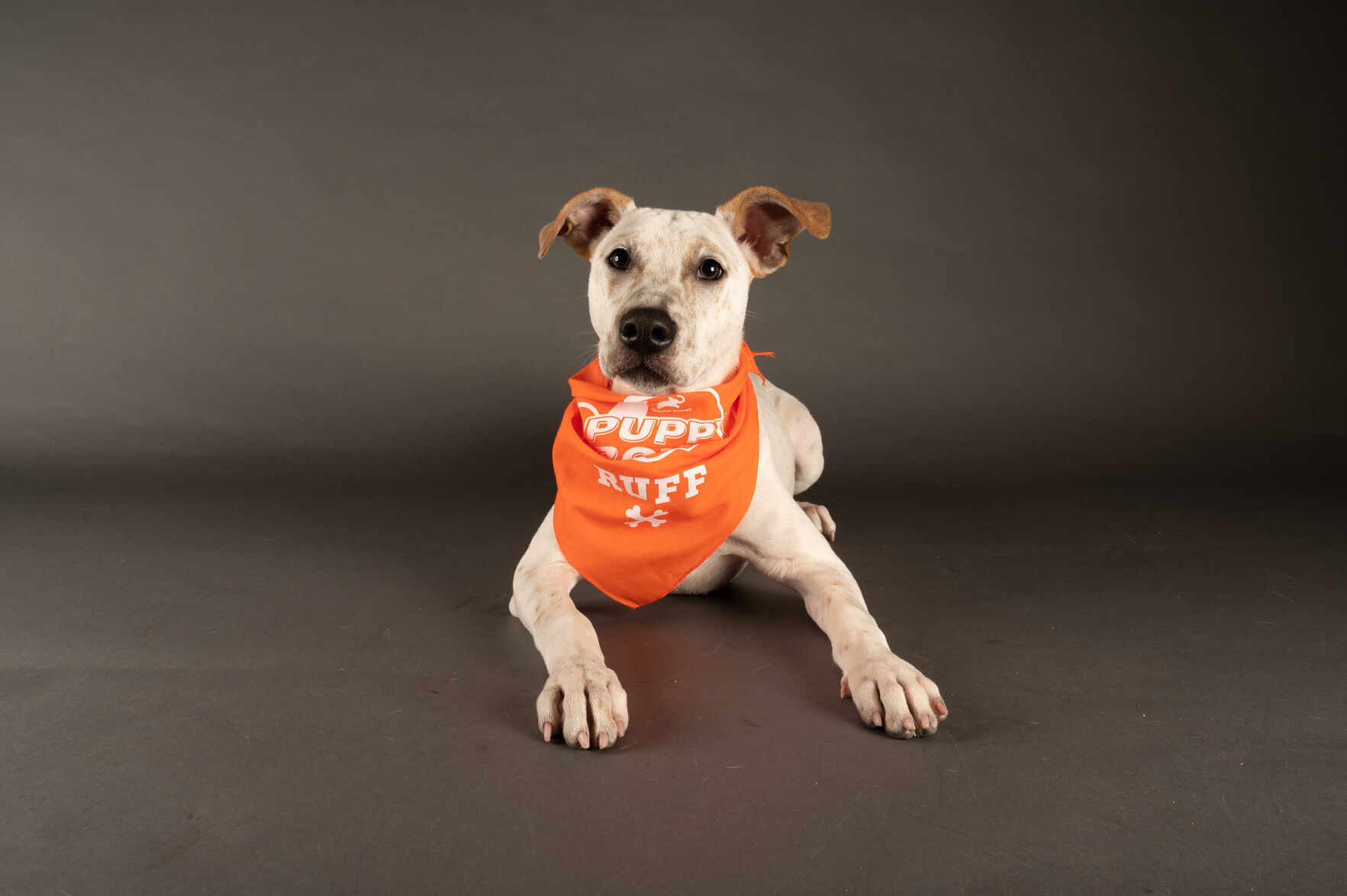 PUPPY BOWL XVII